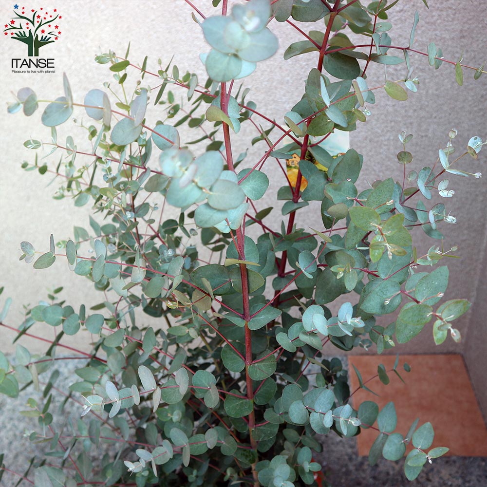 ●ポットごと♡大苗♡グニー♡8号サイズ♡ユーカリ♡可愛い♡ガーデニング ユーカリの苗木 グニー【庭木 8号ポット／1個売り】｜ 【植物の