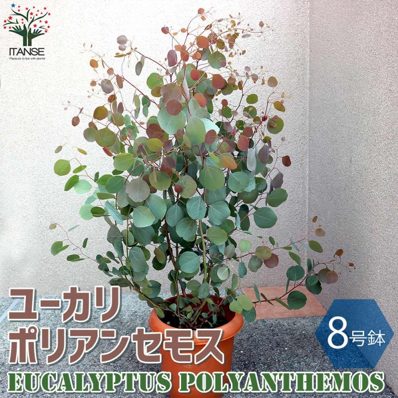 現品》ユーカリ・ポポラス 樹高1.6m(根鉢含まず)139【苗木 現品》ユーカリ・ポポラス 樹高1.6m(根鉢含まず)139【苗木
