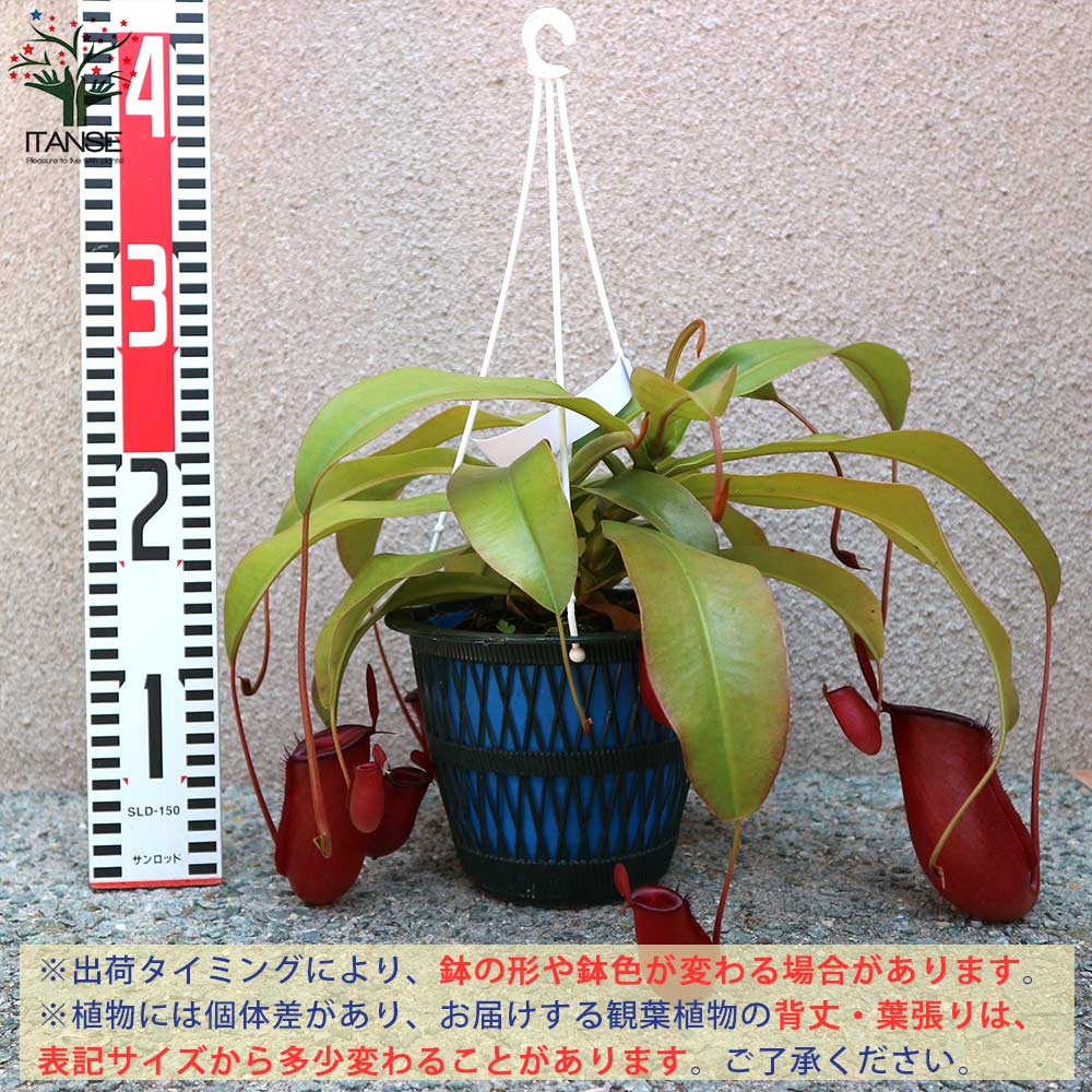 食虫植物 ネペンテス レディラック【観葉植物 5号吊り鉢／1個
