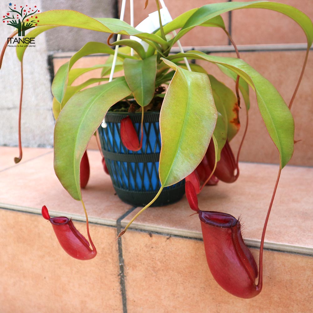 ネペテス レディーラック 釣り鉢ごと発送 ネペンテス：レディラック 5号吊り鉢入り の通販 | 園芸ネット