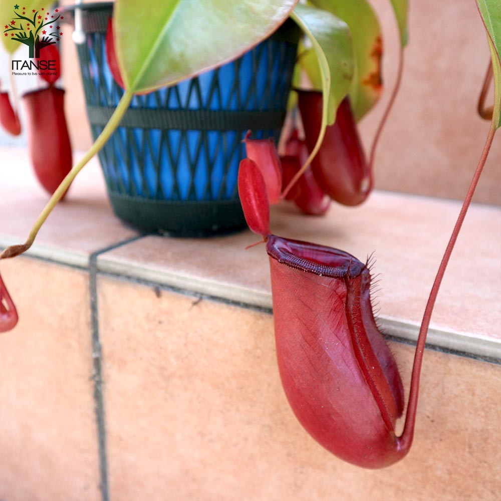 食虫植物 ネペンテス レディラック【観葉植物 5号吊り鉢／1個売り