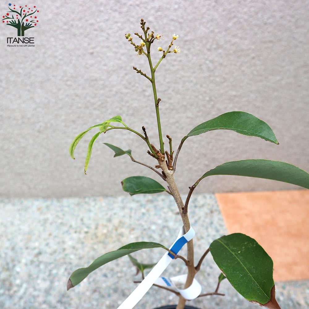② 篤姫ライチ 半耐寒性 観葉植物