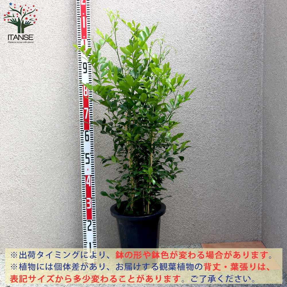 【全国配送可能】ゲッキツ　シルクジャスミン　8号 ゲッキツ （シルクジャスミン） 8号鉢 観葉植物 本物
