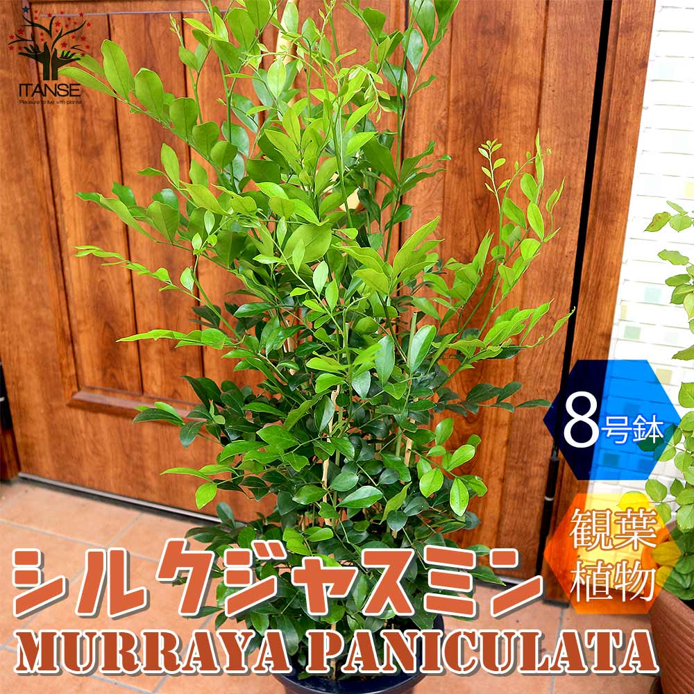 シルクジャスミン 【観葉植物 8号Lサイズ／1個売り】