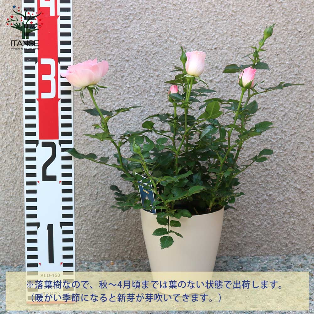 薔薇の苗木 チュチュ・オプティマ ミニバラ【花苗 4号鉢／1個