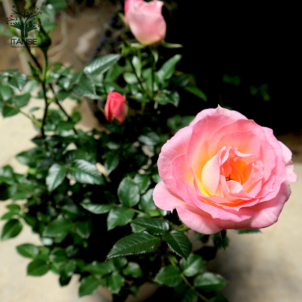 薔薇の苗木 チュチュ・オプティマ ミニバラ【花苗 4号鉢】｜ 【植物の