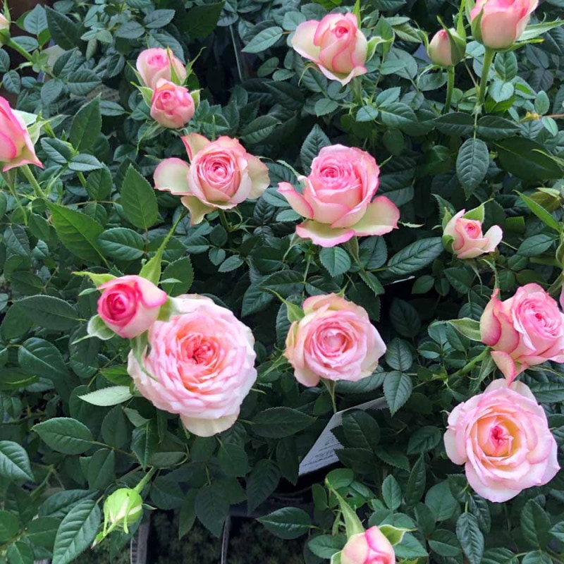 薔薇の苗木 アロハ コルダナ ミニバラ【花苗 3.5号鉢/1個売り 薔薇の苗木 アロハ コルダナ ミニバラ【花苗 3.5号鉢/1個売り