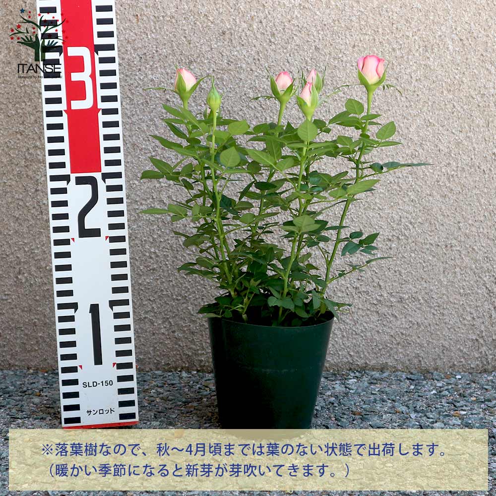 薔薇の苗木 カルーセル コルダナ ミニバラ 【花苗 3.5号鉢】｜ 【植物