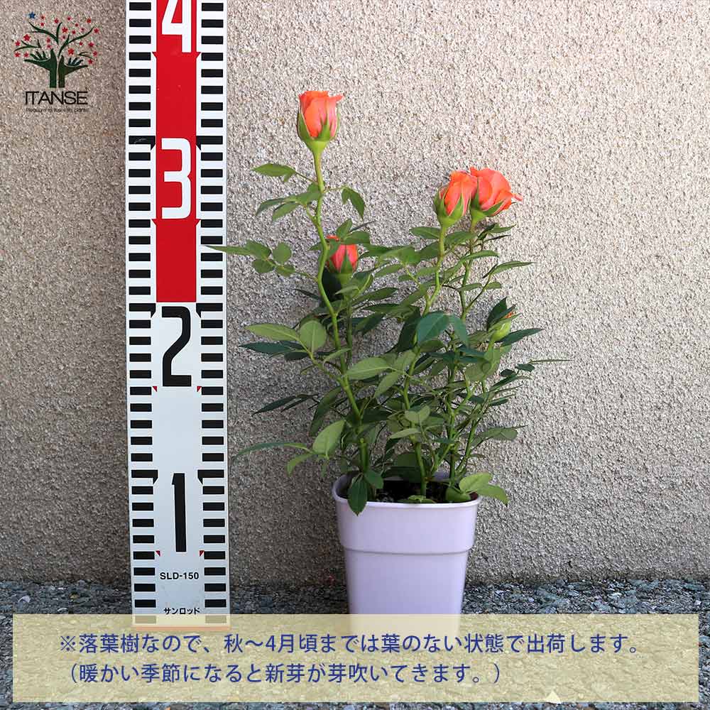 薔薇の苗木 アロハ コルダナ ミニバラ【花苗 3.5号鉢／1個売り