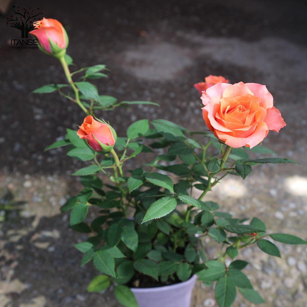 薔薇の苗木 アロハ コルダナ ミニバラ【花苗 3.5号鉢/1個売り 薔薇の苗木 アロハ コルダナ ミニバラ【花苗 3.5号鉢/1個売り