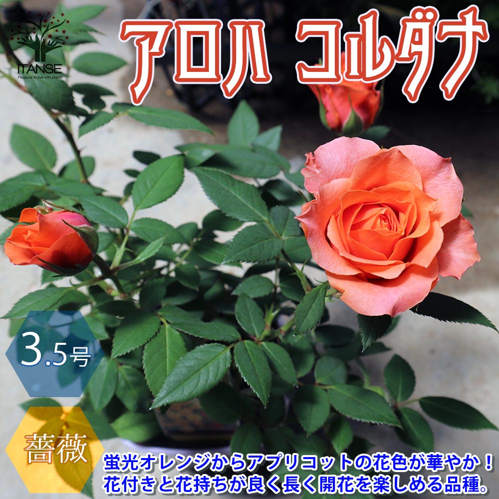 薔薇の苗木 アロハ コルダナ ミニバラ【花苗 3.5号鉢／1個売り】