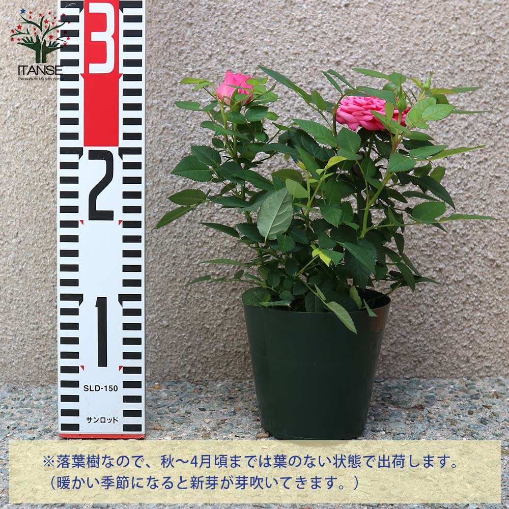 薔薇の苗木 フェリシタス コルダナ ミニバラ【花苗 3.5号鉢／1個売り