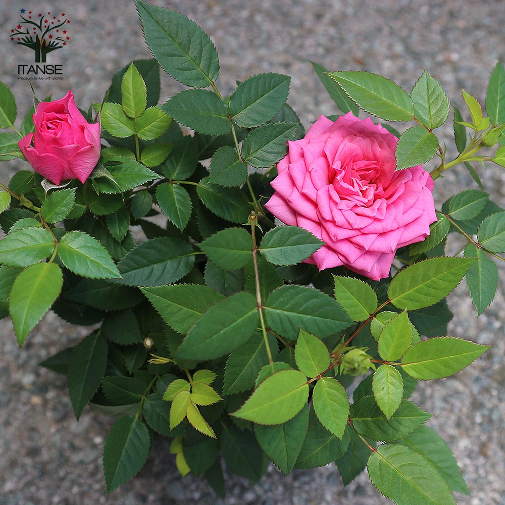 薔薇の苗木 フェリシタス コルダナ ミニバラ【花苗 3.5号鉢／1個売り