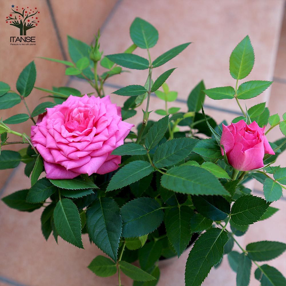 薔薇の苗木 フェリシタス コルダナ ミニバラ【花苗 3.5号鉢／1個売り