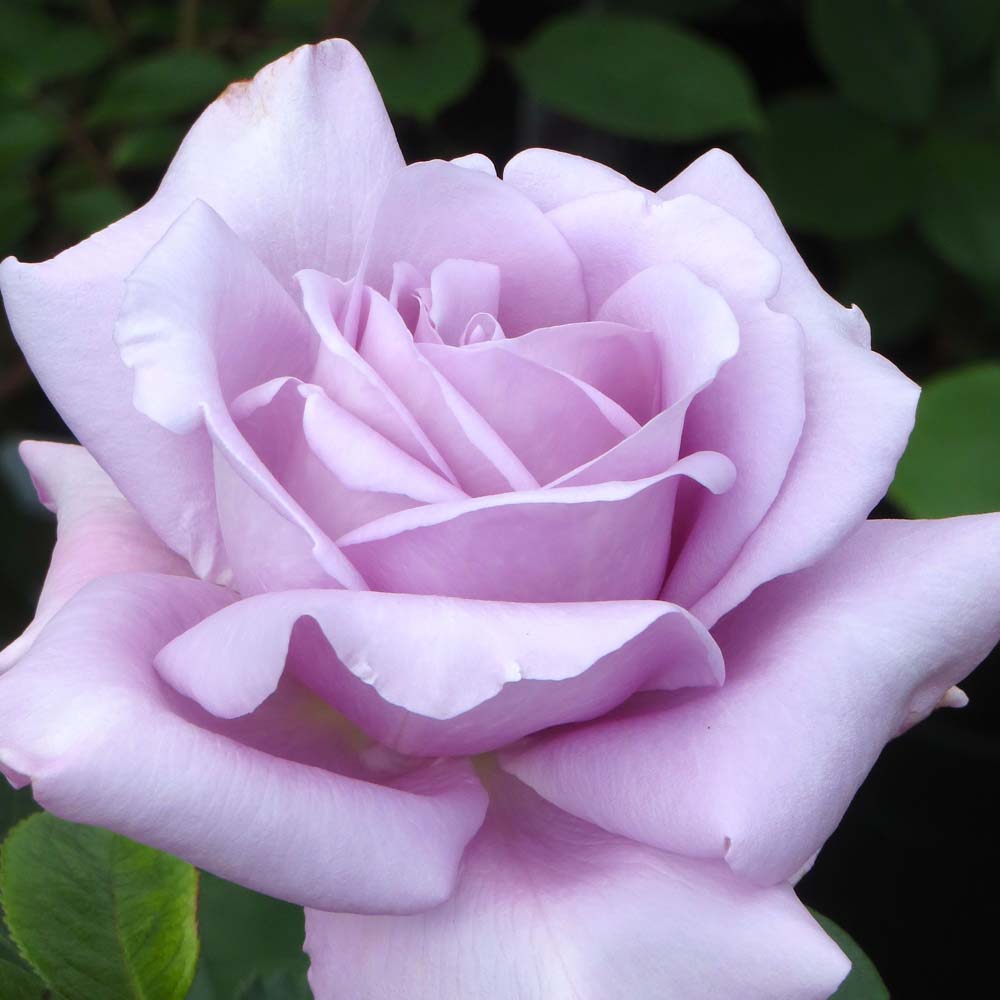 薔薇の苗木 ブルームーン 大輪四季咲き ハイブリッドティーローズ【花苗 6号大苗／1個売り】