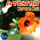 ハイビスカスの苗木 プチオレンジ【花苗 5号鉢／1個売り】|植木・花木