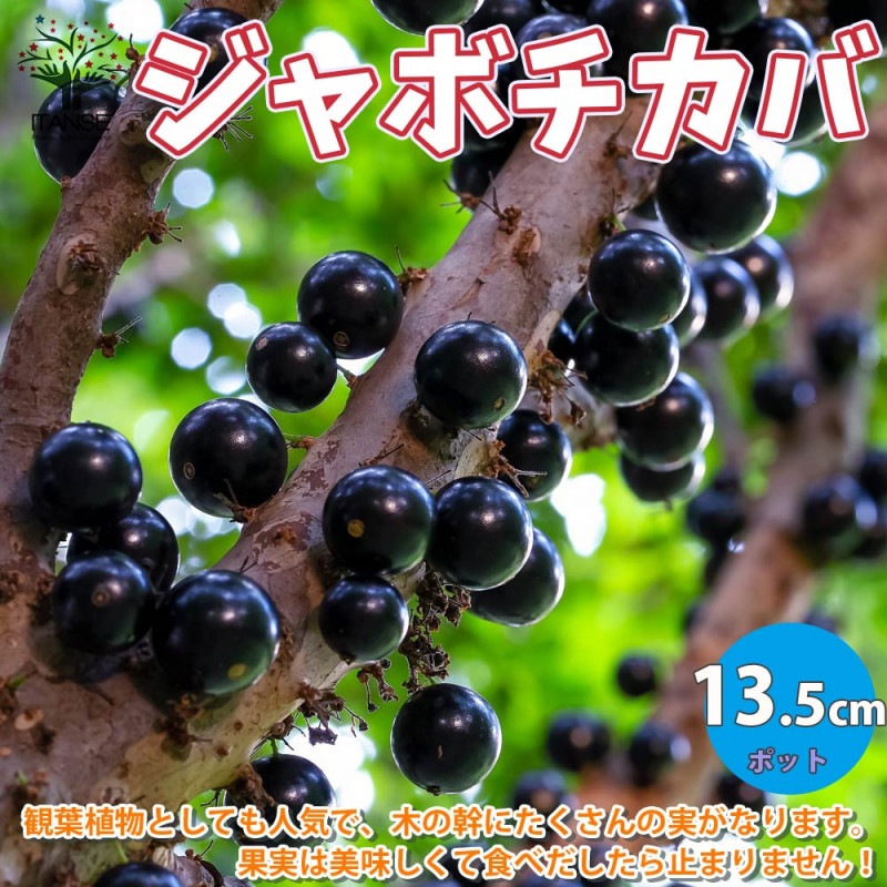 ジャボチカバ　Ｃ　10年 ジャボチカバ C 10年 GY5108.png.png