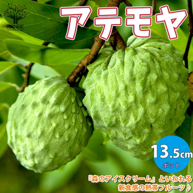 アテモヤ苗木 7号鉢接木苗” 樹高約120cm 1本売り(鉢植えなのでそのまま