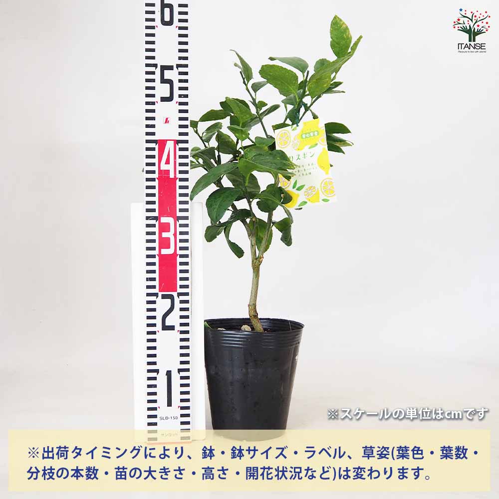 レモンの苗木 四季成リスボンレモン【果樹苗／5号ポット挿し木苗】今年