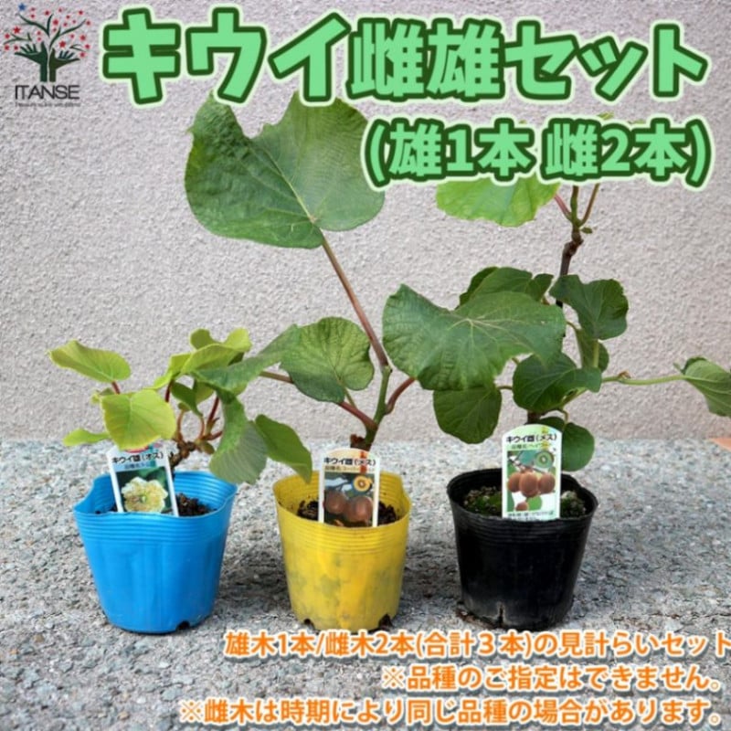 果樹苗セット｜【植物のITANSE】全品送料無料・即出荷!