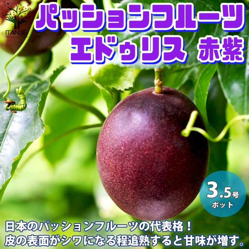 パッションフルーツ紫玉の苗木 12cmポット挿し木苗” 1本売り(花と実の