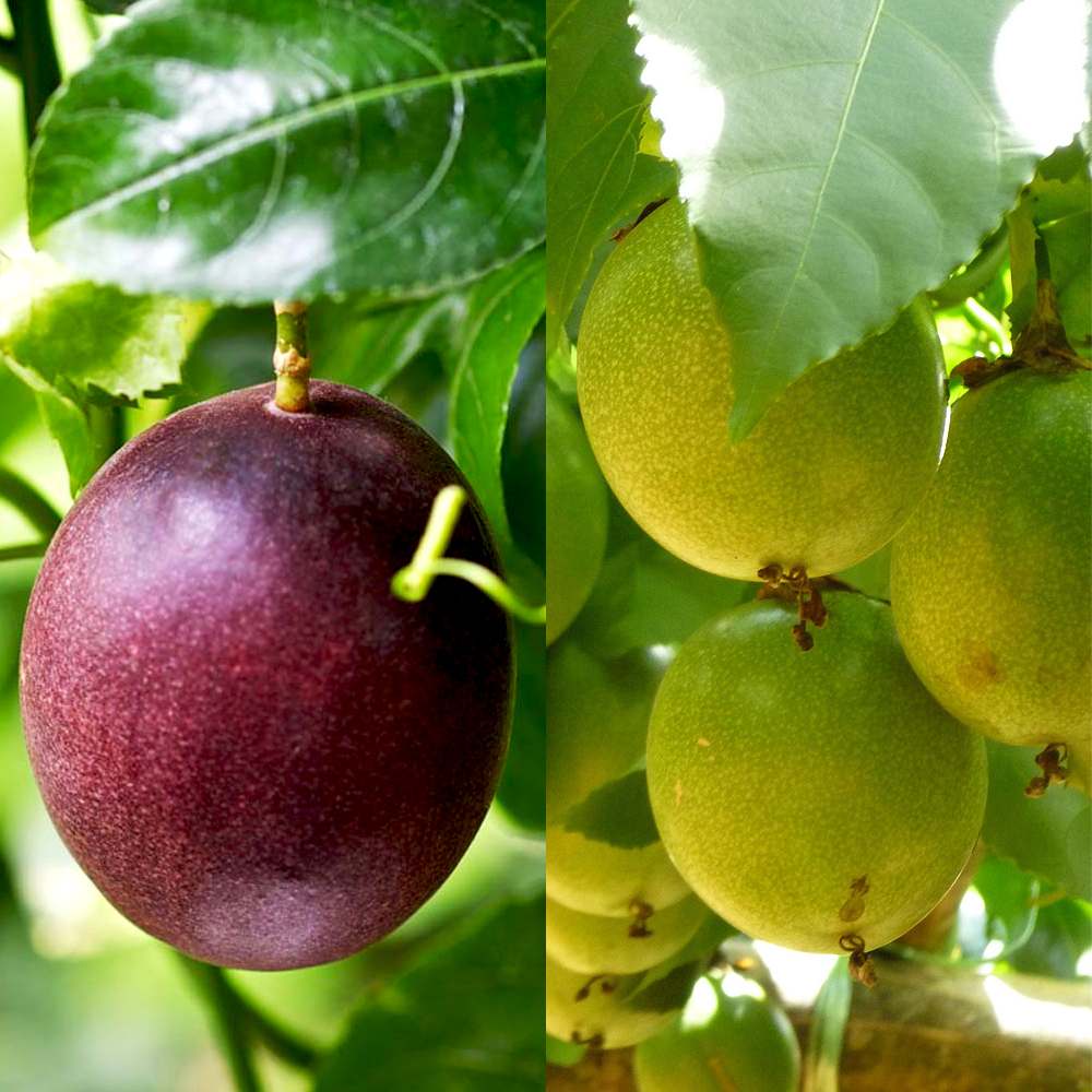 パッションフルーツの苗 紫と黄色セット 品種:エドゥリス赤紫1個／エドゥリス黄1個(合計2個)【果樹の苗木 10.5cm／お買い得2個セット】