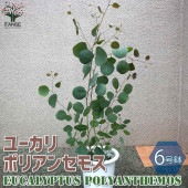 ユーカリ ポリアンセモス【庭木 6号鉢／1個売り】|植木・花木