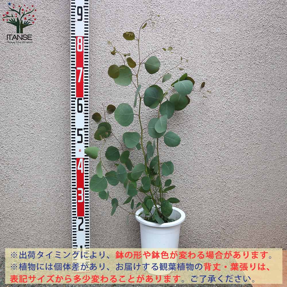 ユーカリ ポリアンセモス【庭木 6号鉢／1個売り】｜ 【植物の 