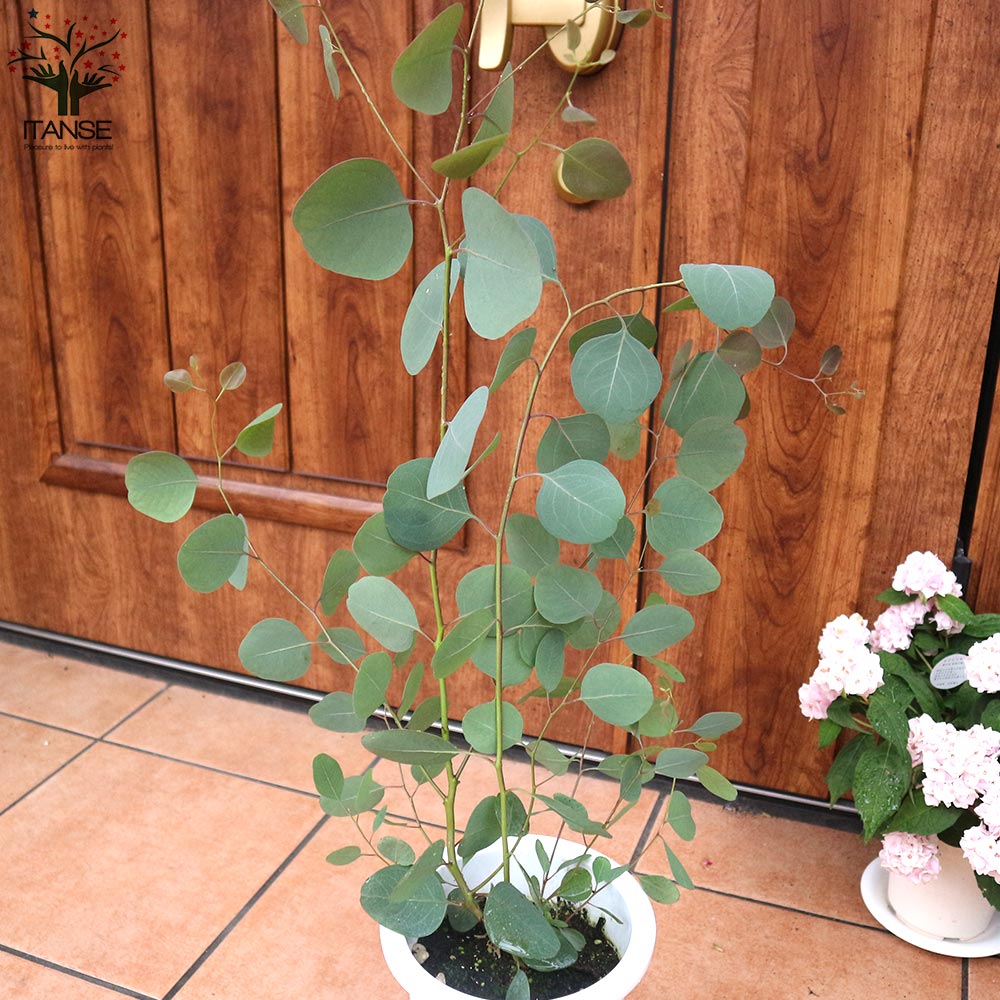 ユーカリ ポリアンセモス【庭木 6号鉢／1個売り】｜ 【植物の 