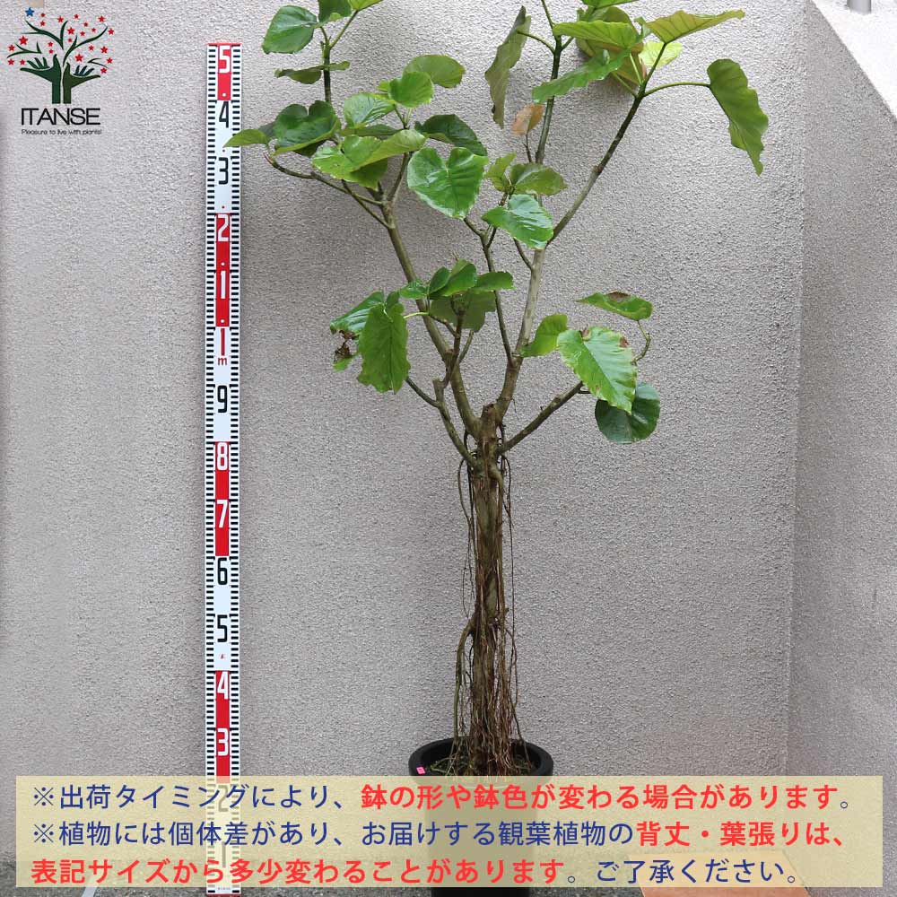 フィカス ウンベラータ ゴムの木の仲間 大型【観葉植物 Lサイズ 8号
