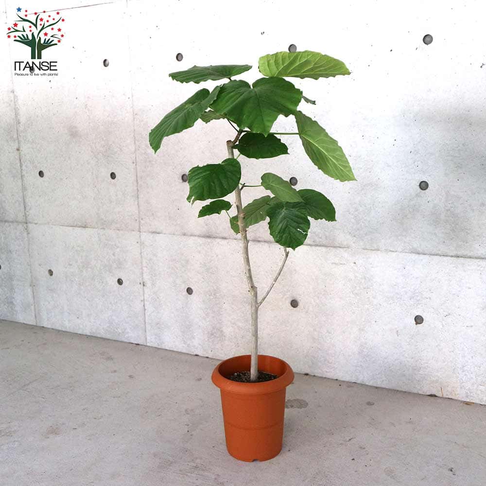 フィカス ウンベラータ ゴムの木の仲間 大型【観葉植物 Lサイズ 8号