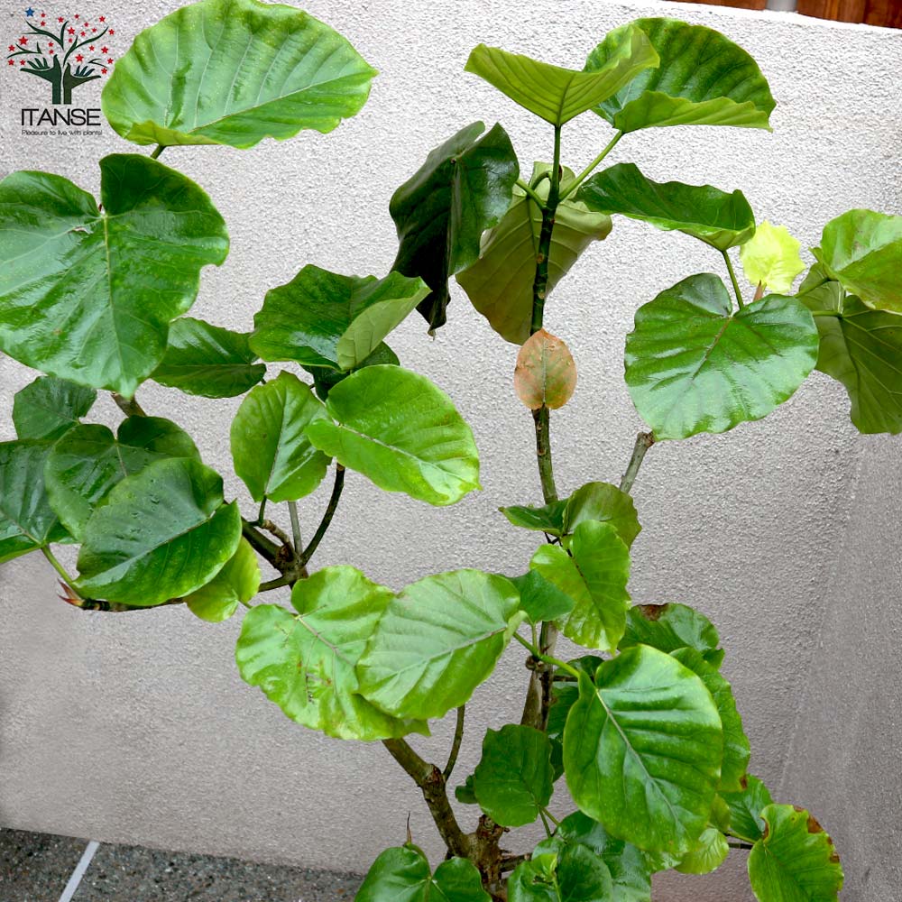 フィカス ウンベラータ ゴムの木の仲間 大型【観葉植物 Lサイズ 8号