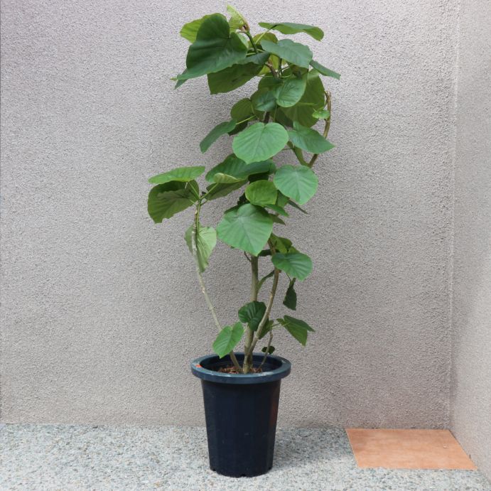 フィカス ウンベラータ ゴムの木の仲間 大型【観葉植物 Lサイズ 8号プラスチック鉢／1個売り】