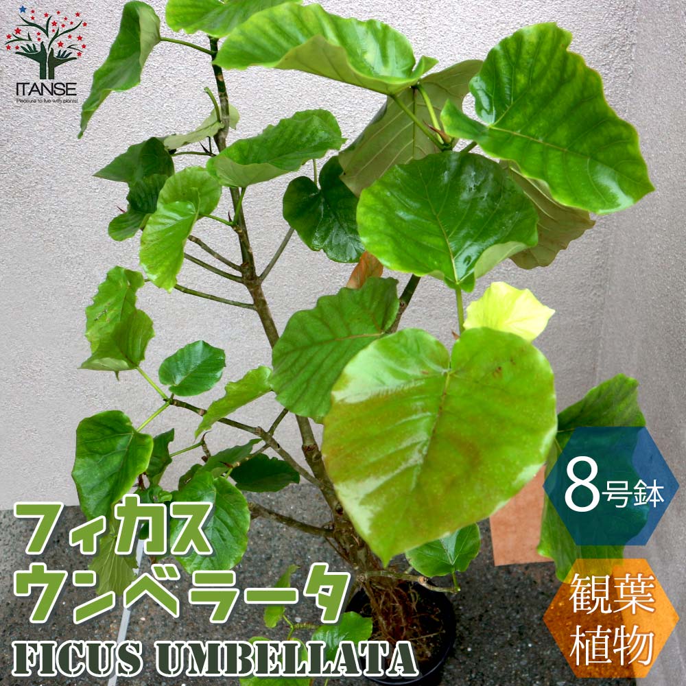 フィカス・ウンベラータ Lサイズ