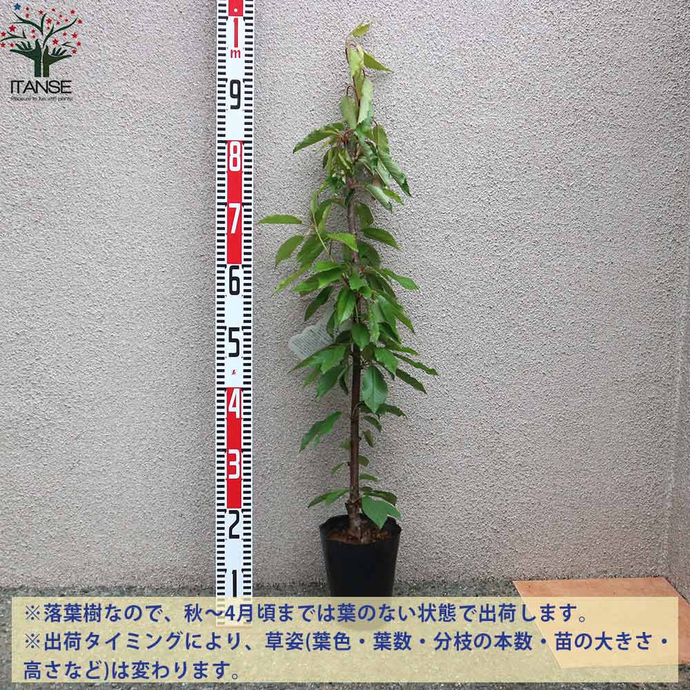 さくらんぼの苗木 紅秀峰【果樹の苗木 12～15cm 接木苗／1個売り