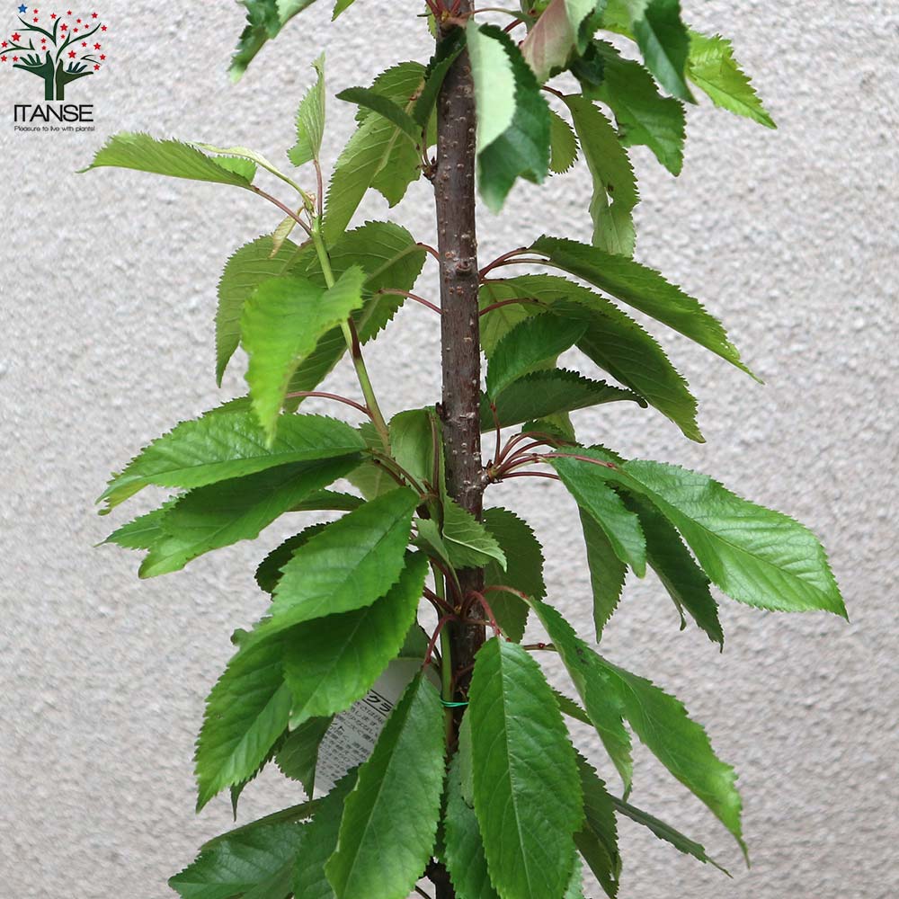 さくらんぼの苗木 紅秀峰【果樹の苗木 12～15cm 接木苗／1個売り