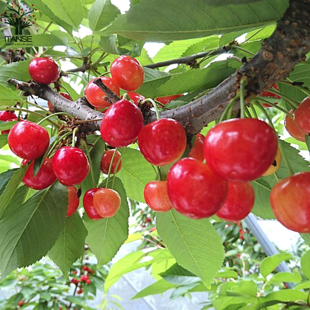 さくらんぼの苗木 紅秀峰【果樹の苗木 12～15cm 接木苗／1個売り