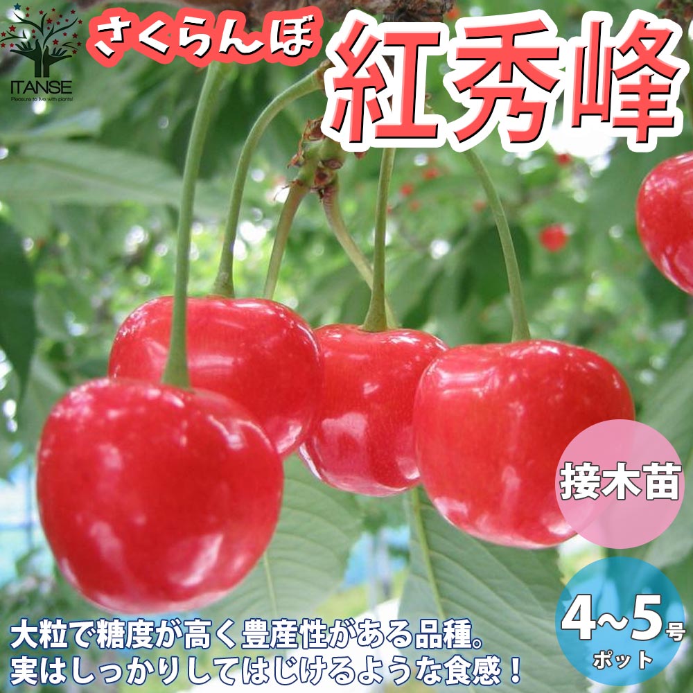 さくらんぼの苗木 紅秀峰【果樹の苗木 12～15cm 接木苗／1個売り】