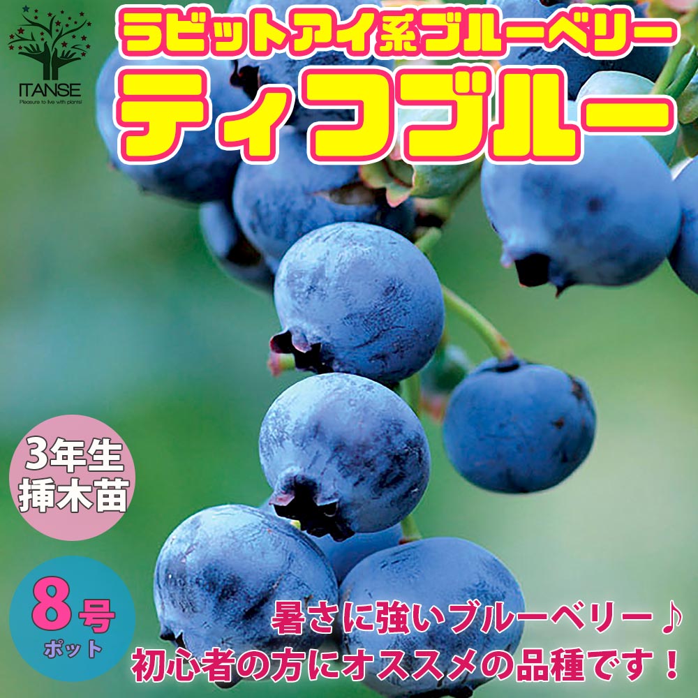 ブルーベリーの苗木 ティフブルー【果樹の苗木 8号ポット 3年生 挿し木大苗／1個売り】