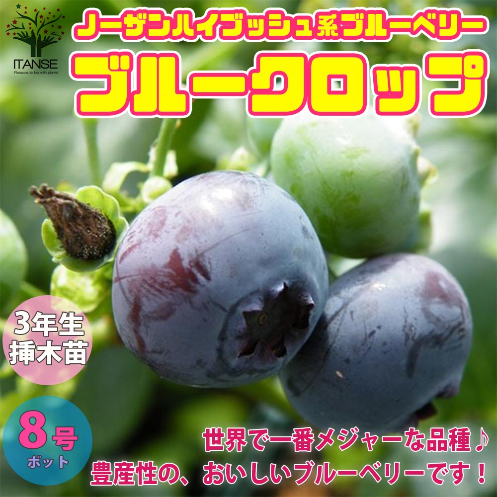 ブルーベリーの苗木 ブルークロップ【果樹の苗木 8号ポット 3年生 挿し木大苗／1個売り】