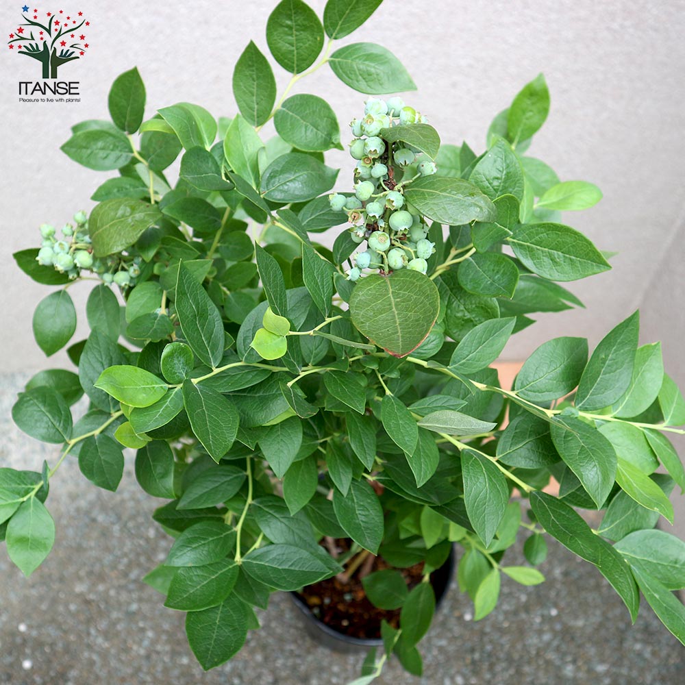 ブルーベリーの苗木 フローダブルー【果樹の苗木 8号ポット 3年生