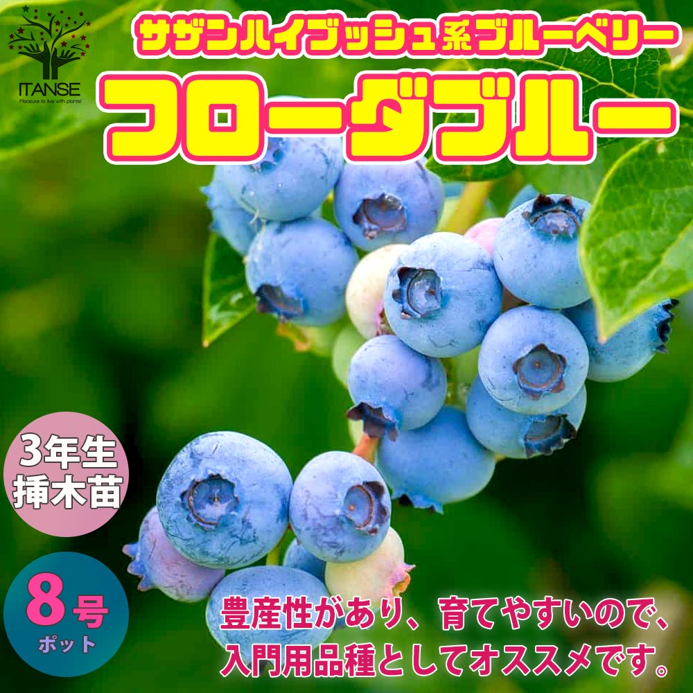 ブルーベリーの苗木 フローダブルー【果樹の苗木 8号ポット 3年生 挿し木大苗／1個売り】