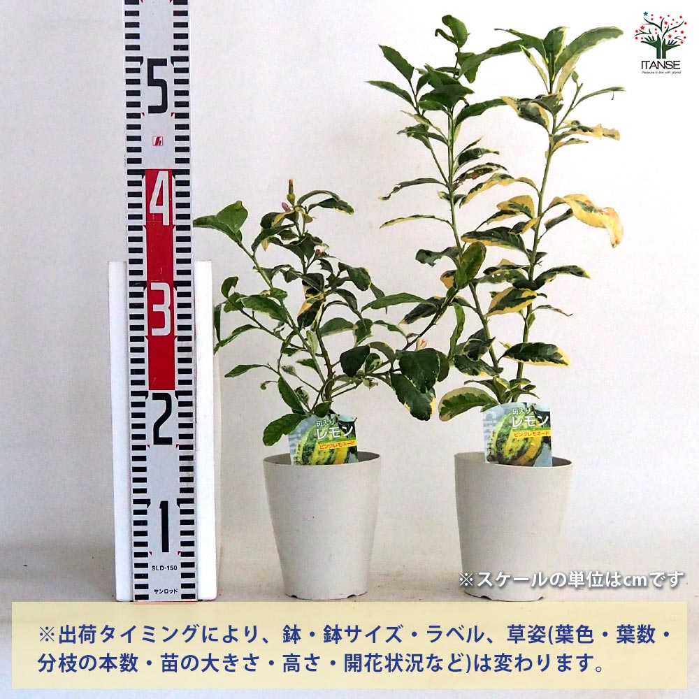 レモンの苗木 ピンクレモネード【果樹苗／4～5号鉢 挿し木苗／1個売り