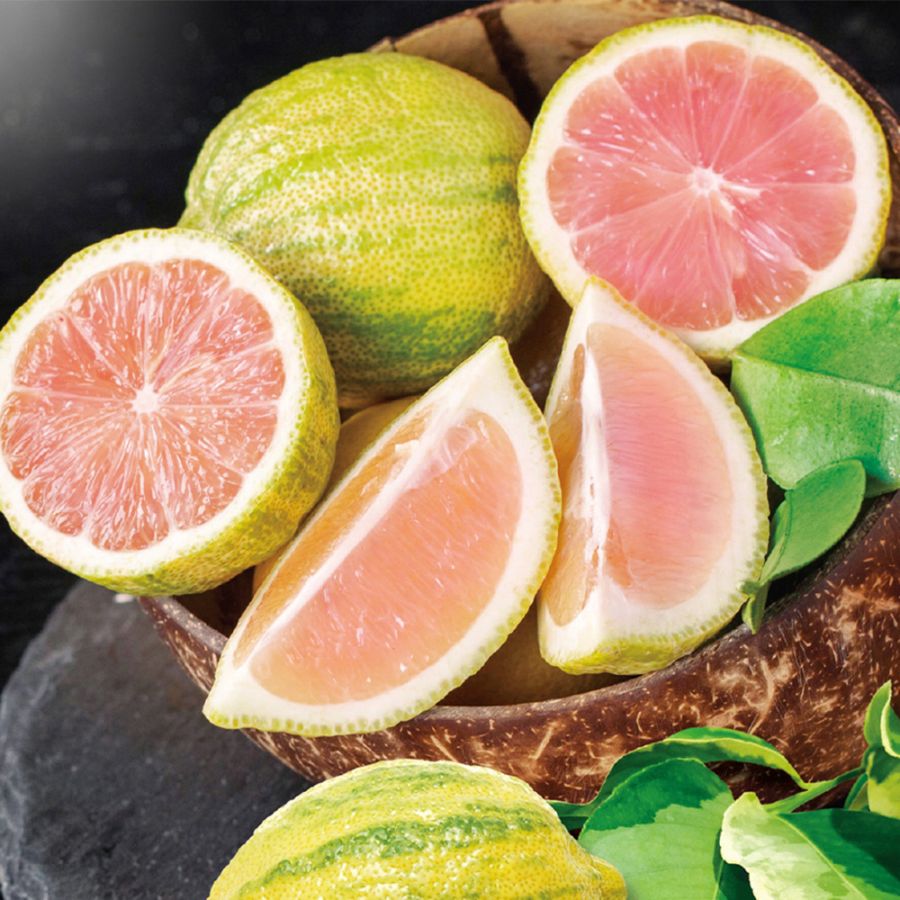 レモンの苗木 ピンクレモネード【果樹の苗木 4～5号鉢 挿し木／1個売り】