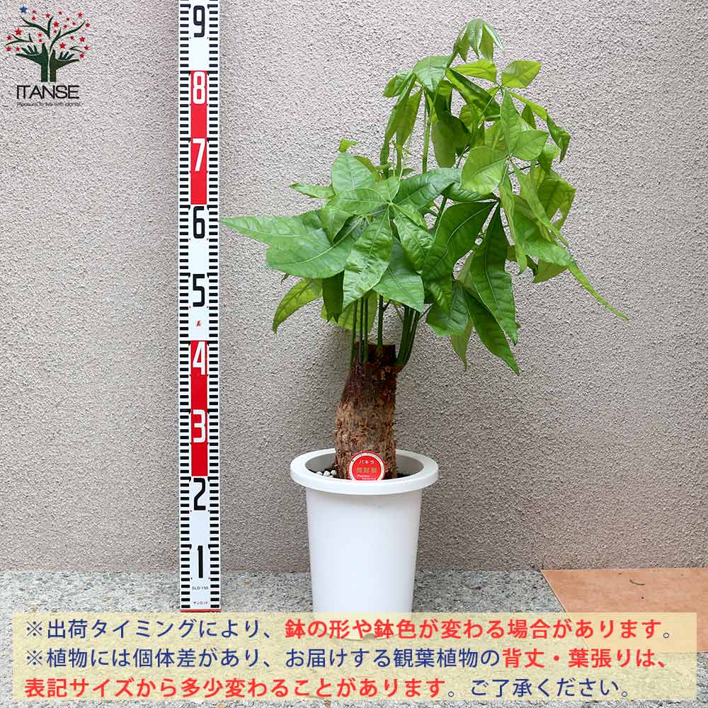 パキラ 朴 【観葉植物 7号プラスチック鉢／1個売り】｜ 【植物の