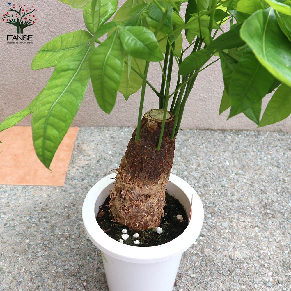 パキラ 朴 【観葉植物 7号プラスチック鉢／1個売り】｜ 【植物の