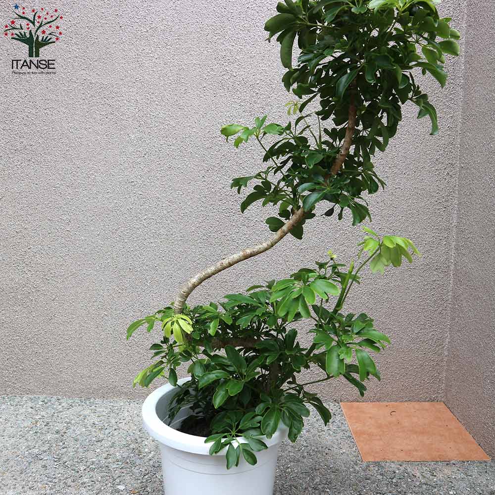 ホンコンカポック レナータ(曲がりアレンジ)【観葉植物 8号  