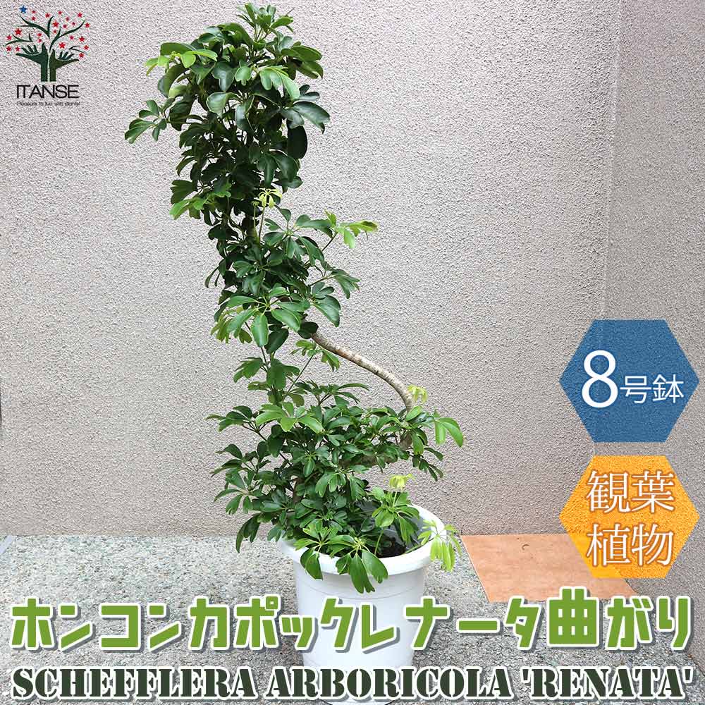 ホンコンカポック レナータ(曲がりアレンジ)【観葉植物 8号プラスチック鉢／1個売り】