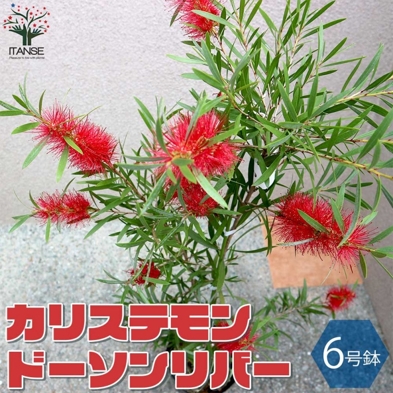 カリステモン ドーソンリバー【庭木 7号／1個売り】｜ 【植物の