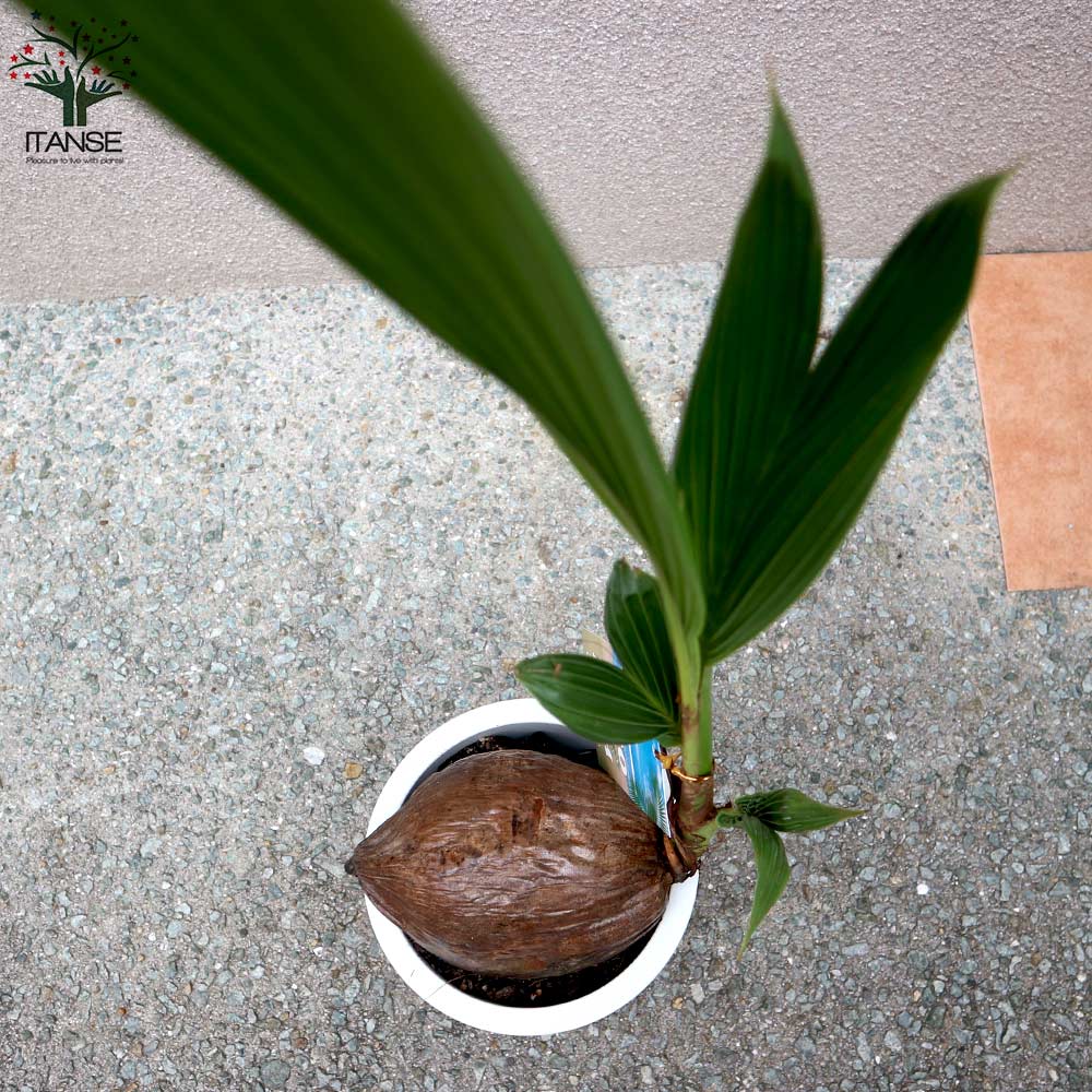 その他観葉植物 CoCo ココヤシ オールラウンドポット【観葉植物 6号プラスチック鉢／1個売り